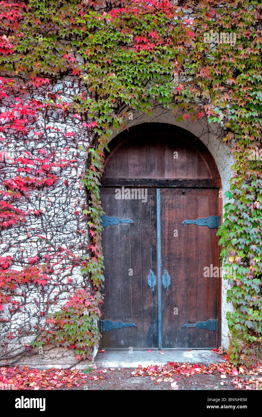 Porte sera de couleur d'automne à la puce. Grgich Hills Estate. Napa Valley, California Banque D'Images