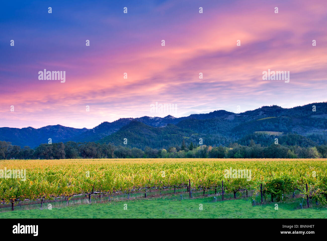 Lever de Soleil sur le vignoble de la vallée de Napa avec la couleur de l'automne. Californie Banque D'Images