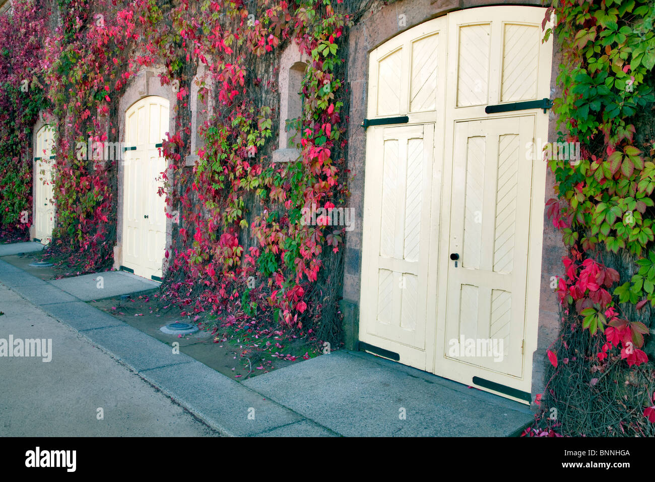 OfTalbert portes couleur automne vignoble avec ivy. Napa Valley, California Banque D'Images