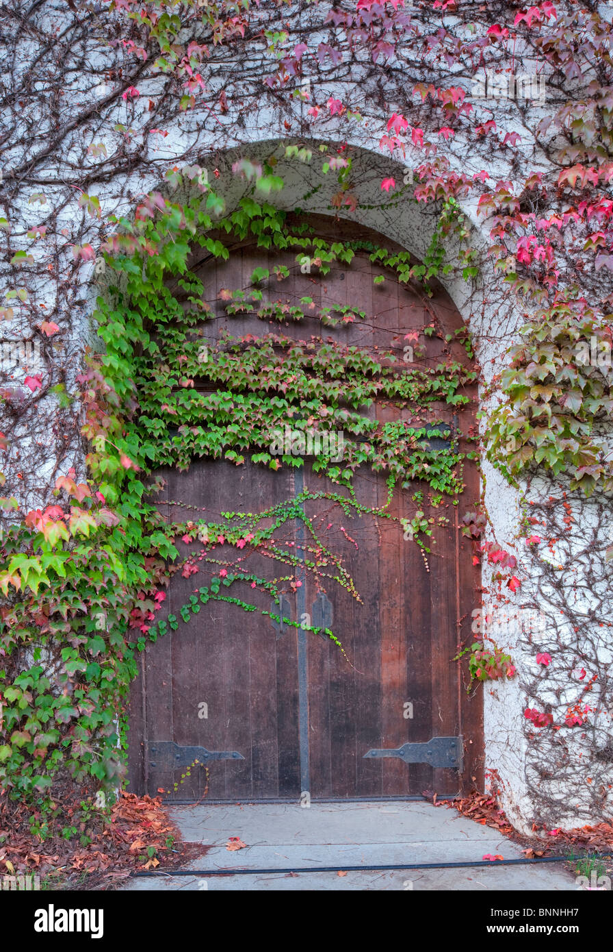Porte sera de couleur d'automne, Ivy et le vent souffle quelques feuilles. Grgich Hills Estate. Napa Valley, California Banque D'Images