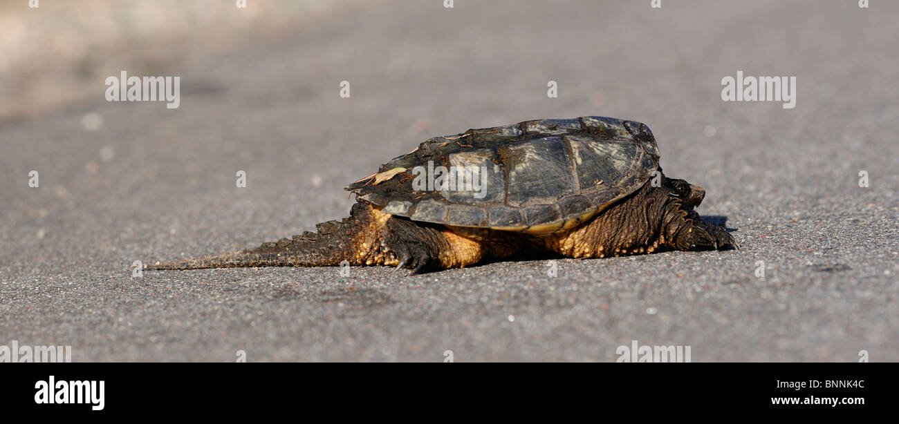 Turtle de Birch Lake Boundary Waters Canoe Area Wilderness au Minnesota, États-Unis d'Amérique États-Unis d'Amérique animal Banque D'Images