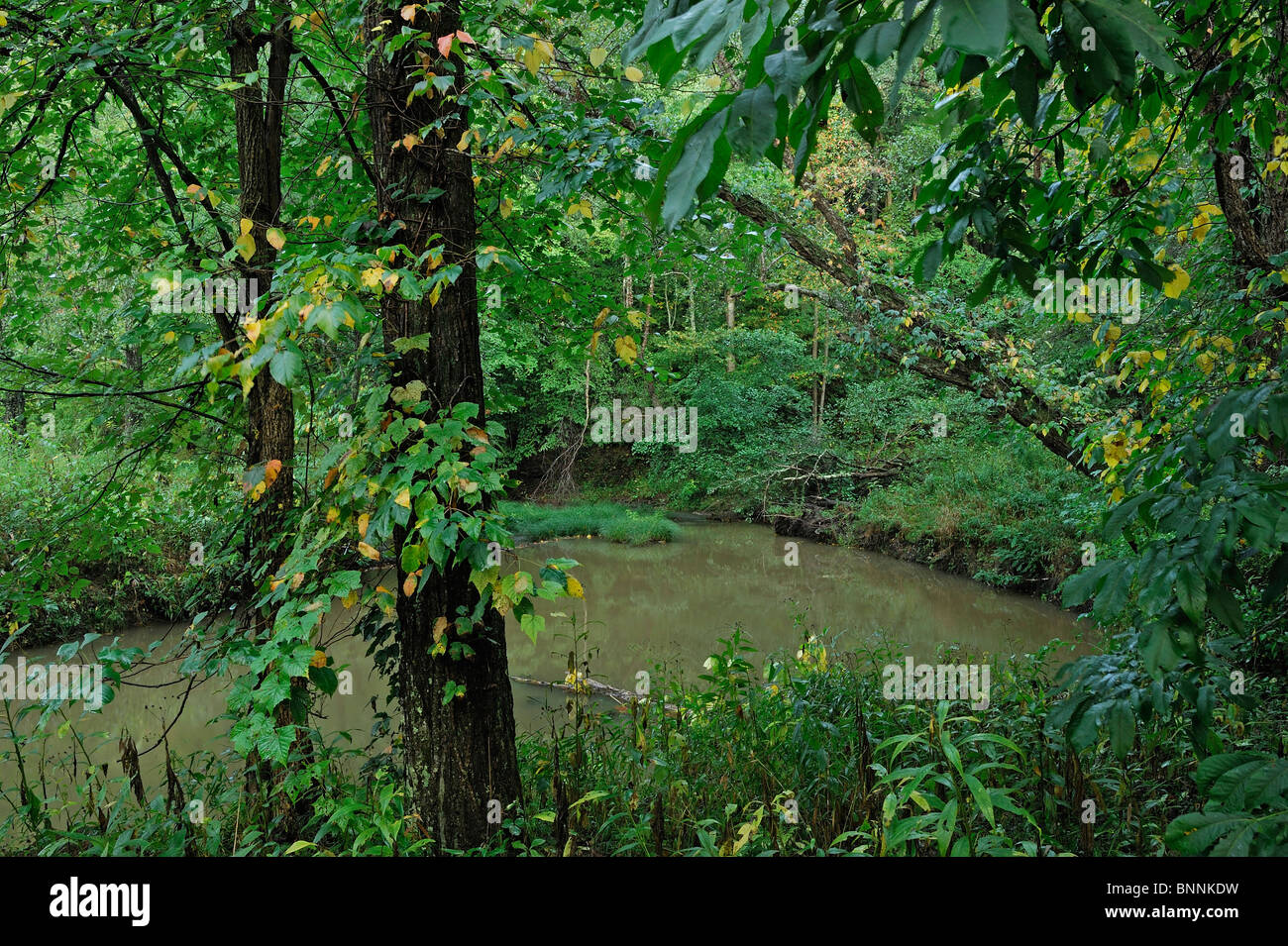 Forêt de Pine Creek Conkle's Hollow Nature Réserver Ohio USA Amérique États-Unis d'Amérique forêt nature rivière Banque D'Images