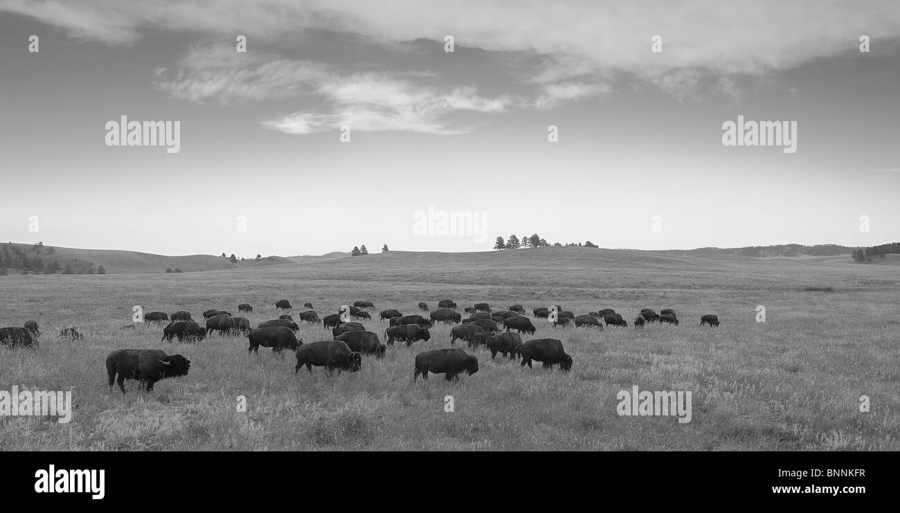 Animaux Bisons Custer State Park Buffalo Black Hills du Dakota du Sud Hermosa USA Amérique États-Unis d'Amérique prairie Banque D'Images