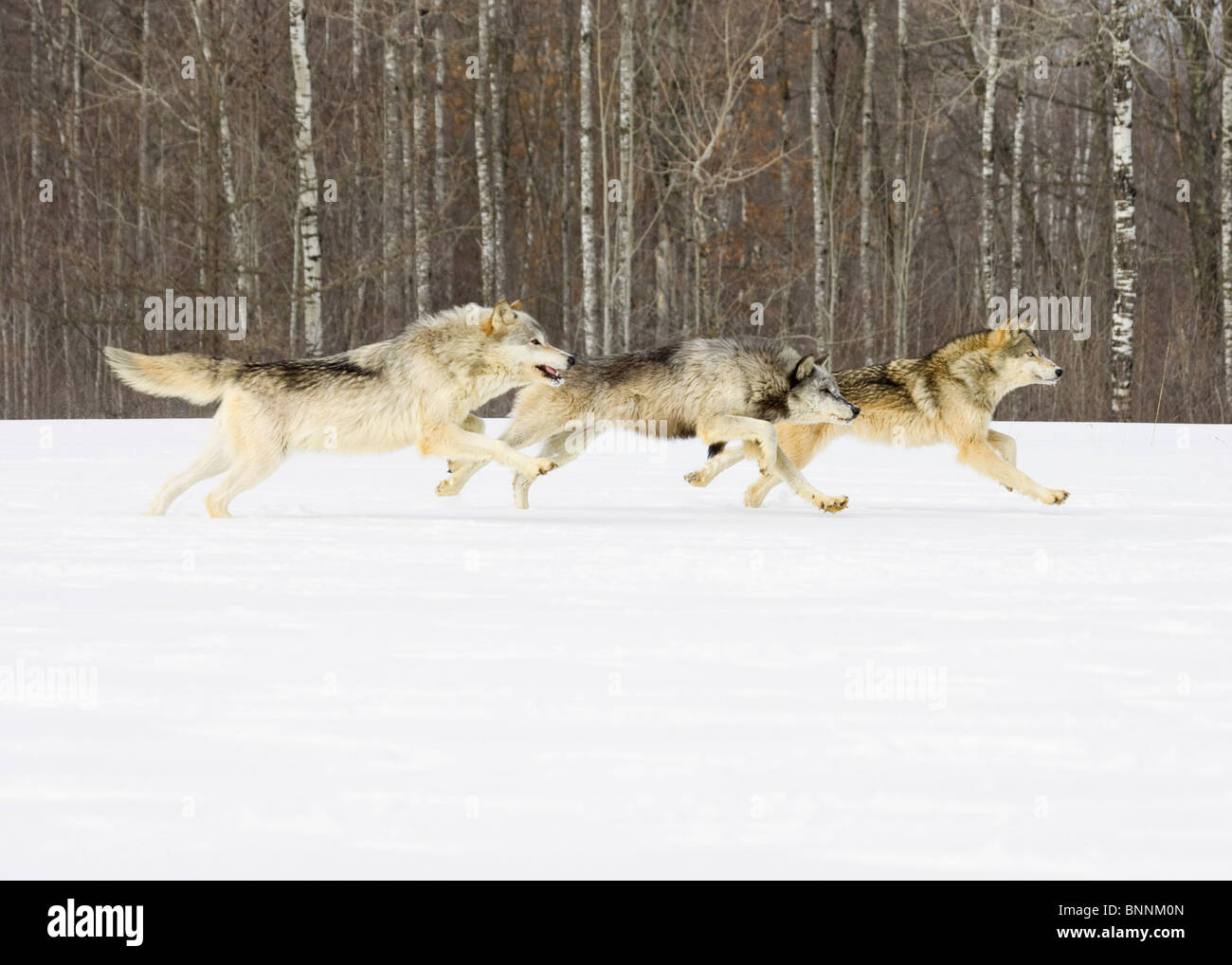Loup gris Canis lupus au Minnesota, États-Unis Banque D'Images