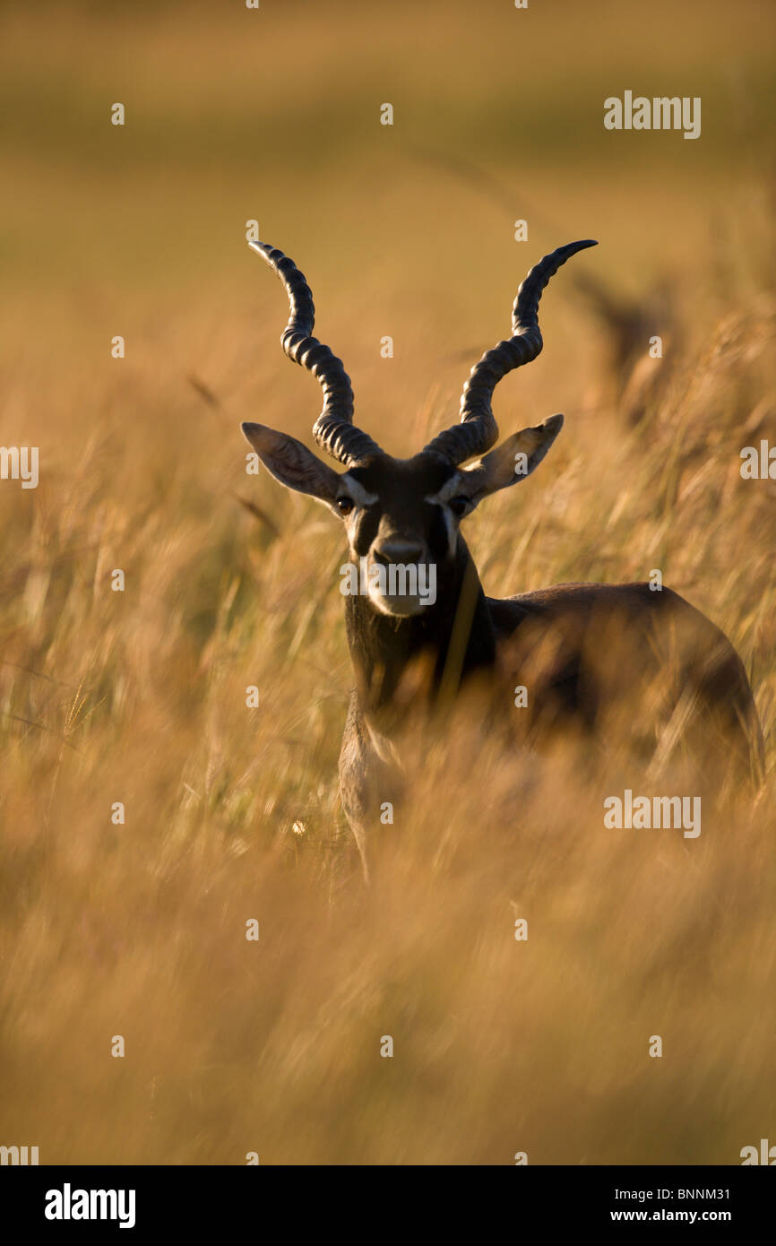Antilope cervicapra Blackbuck, pâturage, dans le champ, Cox Ranch Banque D'Images
