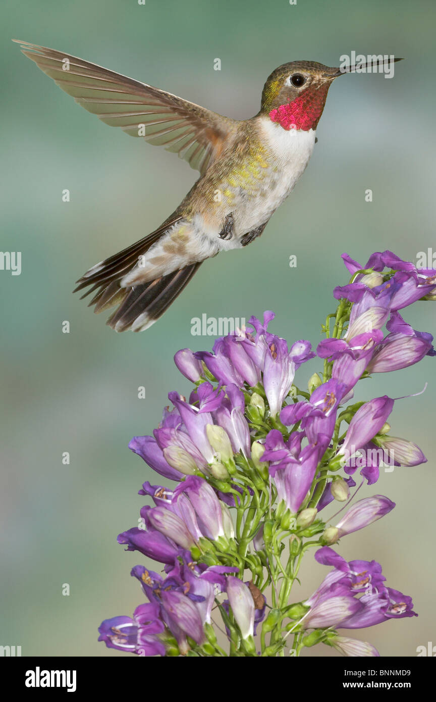 Large-tailed Hummingbird, Selasphorus platycercus, homme, Gila National Forest Banque D'Images