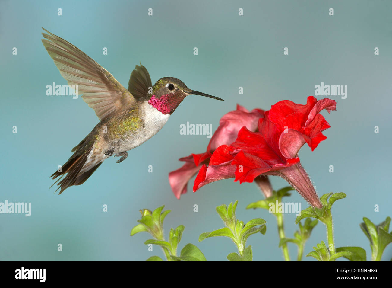 Large-tailed Hummingbird, Selasphorus platycercus, homme, Gila National Forest Banque D'Images