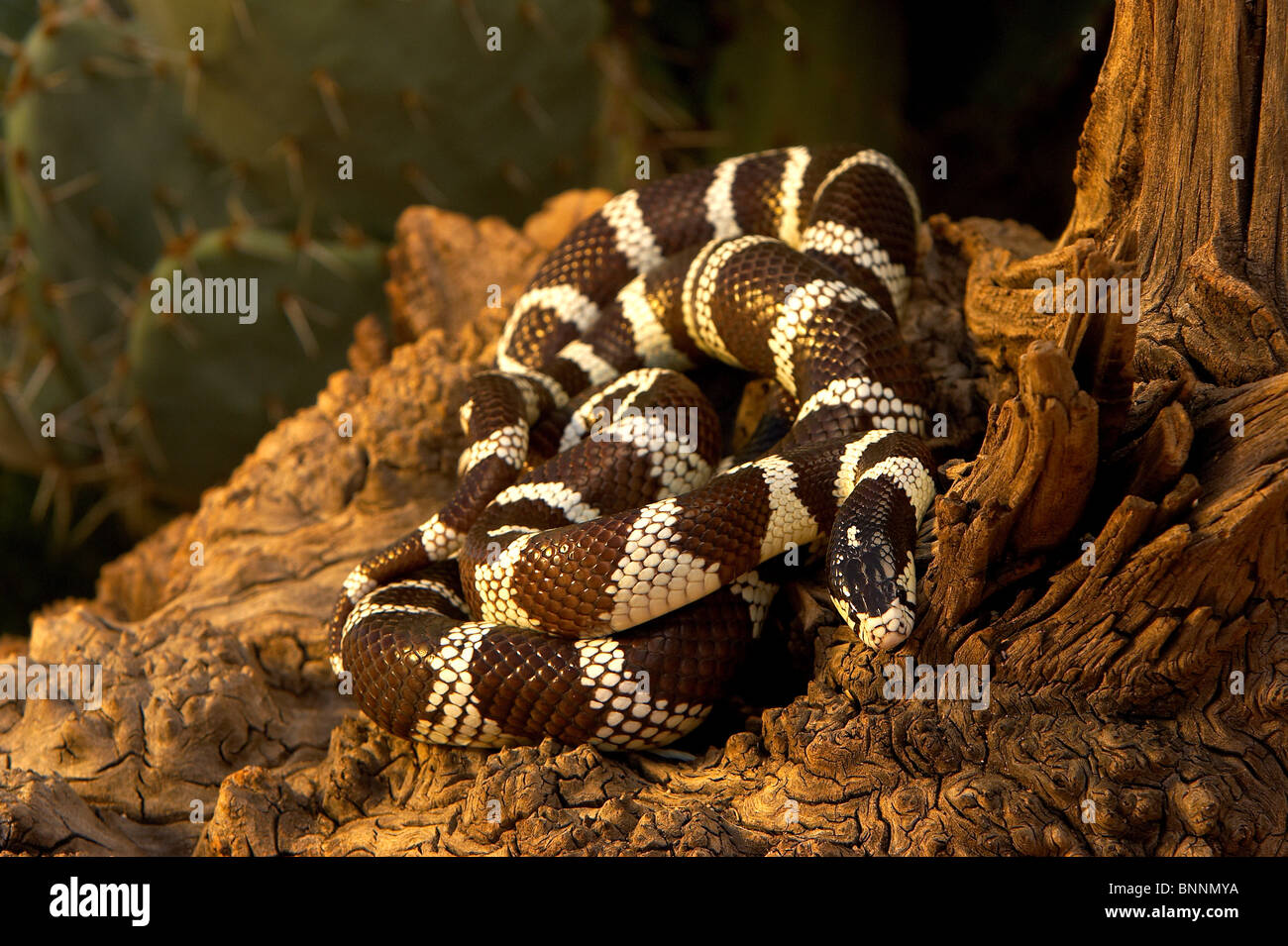 Californie Lampropeltis getulus californiae Kingsnake Amado Arizona United Banque D'Images