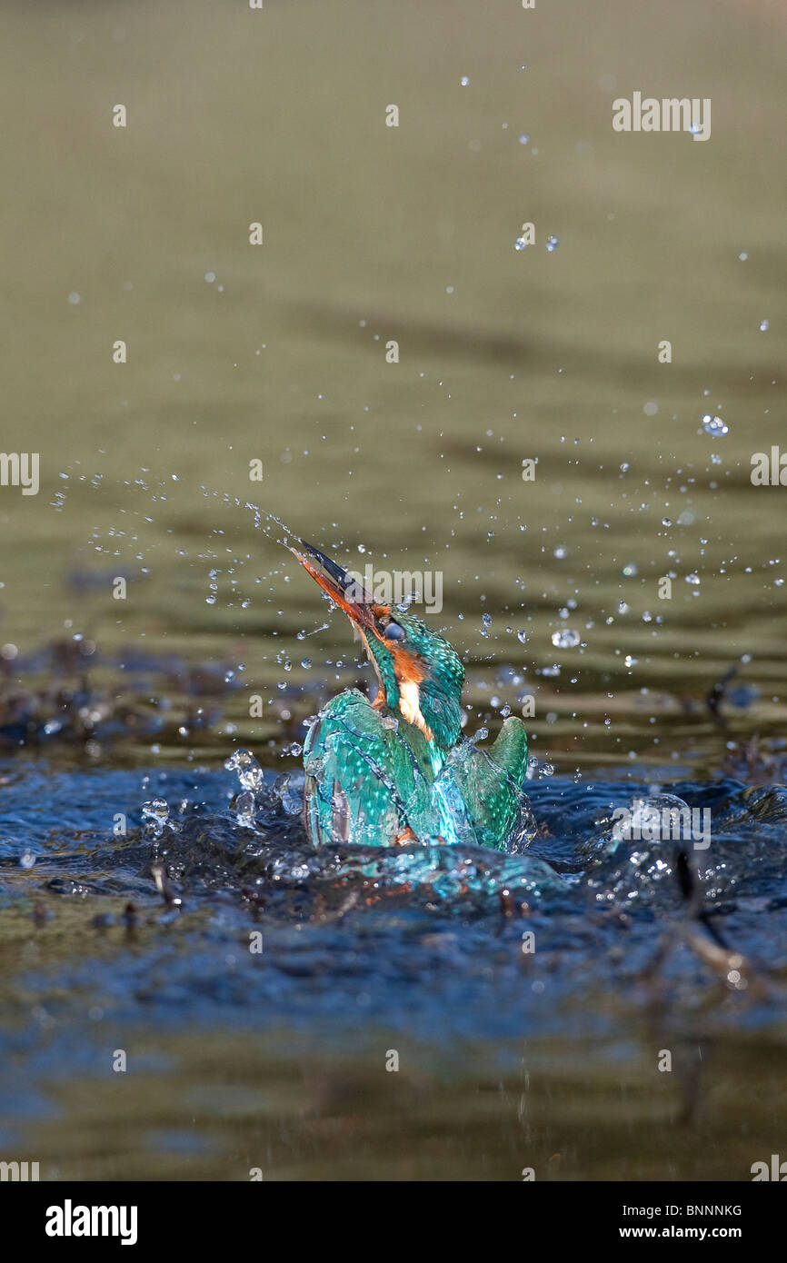 Kingfisher Alcedo atthis - photo d'action Banque D'Images