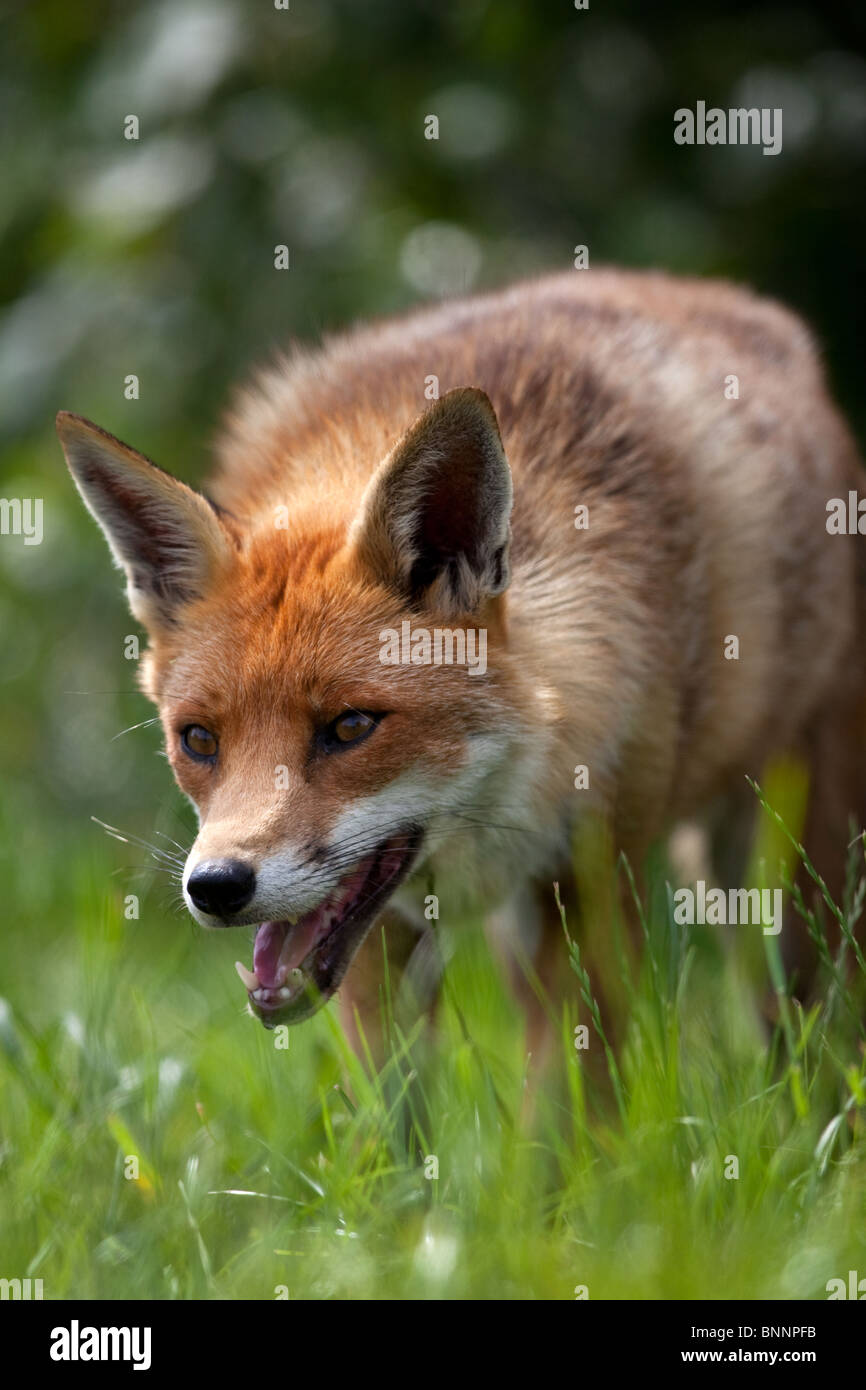 Red Fox, dans un pré, Vulpes vulpes, UK (captive) Banque D'Images