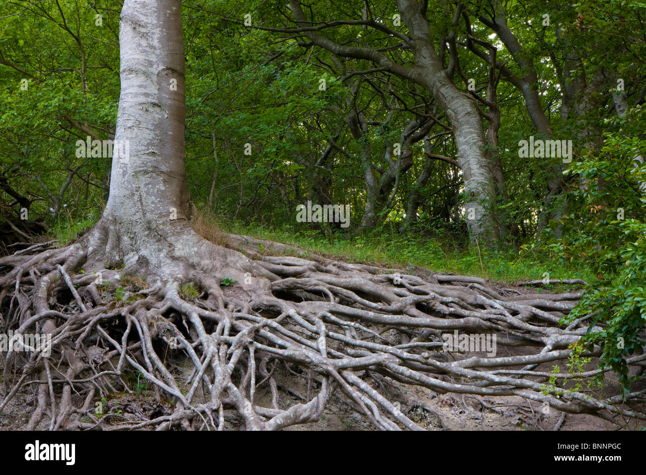 Mons Klint Danemark island île mon bois forêt arbres racine beeches Banque D'Images