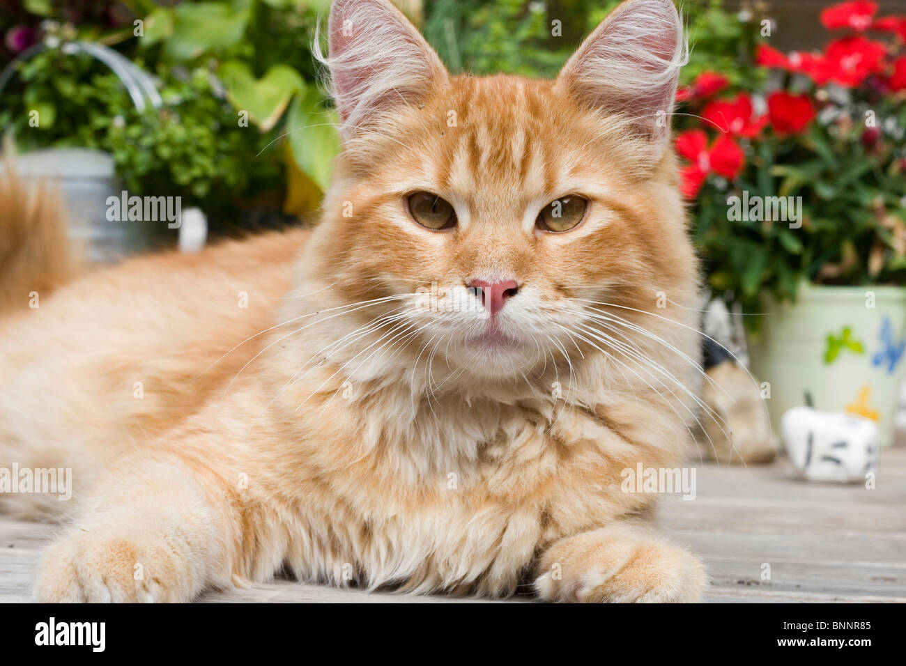 Tomcats chat Maine coon Maine-Coon doze reste somnolente reste animal domestique animal Banque D'Images