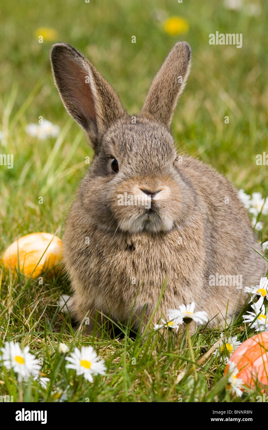 Lapin de Pâques oeufs de Pâques Pâques oeufs colorés panier panier prairie colorée de couleur gris lièvre herbe Viennese Banque D'Images