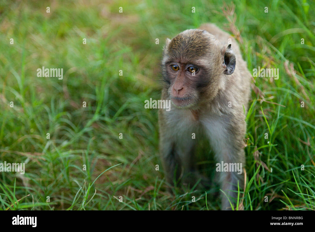 Singe macaque sauvage à regarder quelque chose - Phnom Penh, Cambodge Banque D'Images