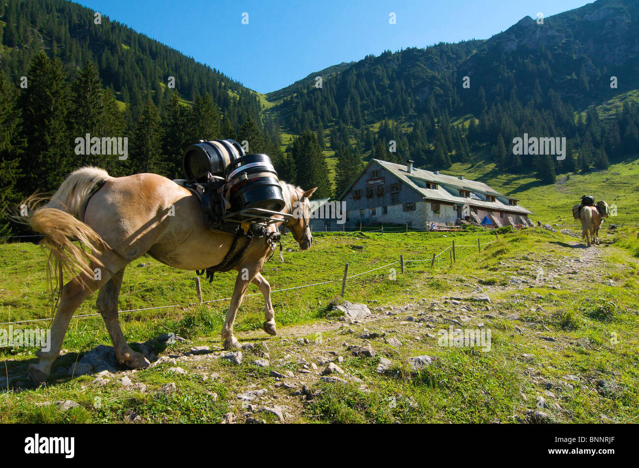 Allgäu Allgaeu Allemagne offre de soins chevaux Willersalpe Hinterstein Hintersteiner valley Bad Hindelang bavarois Alp alpine Banque D'Images