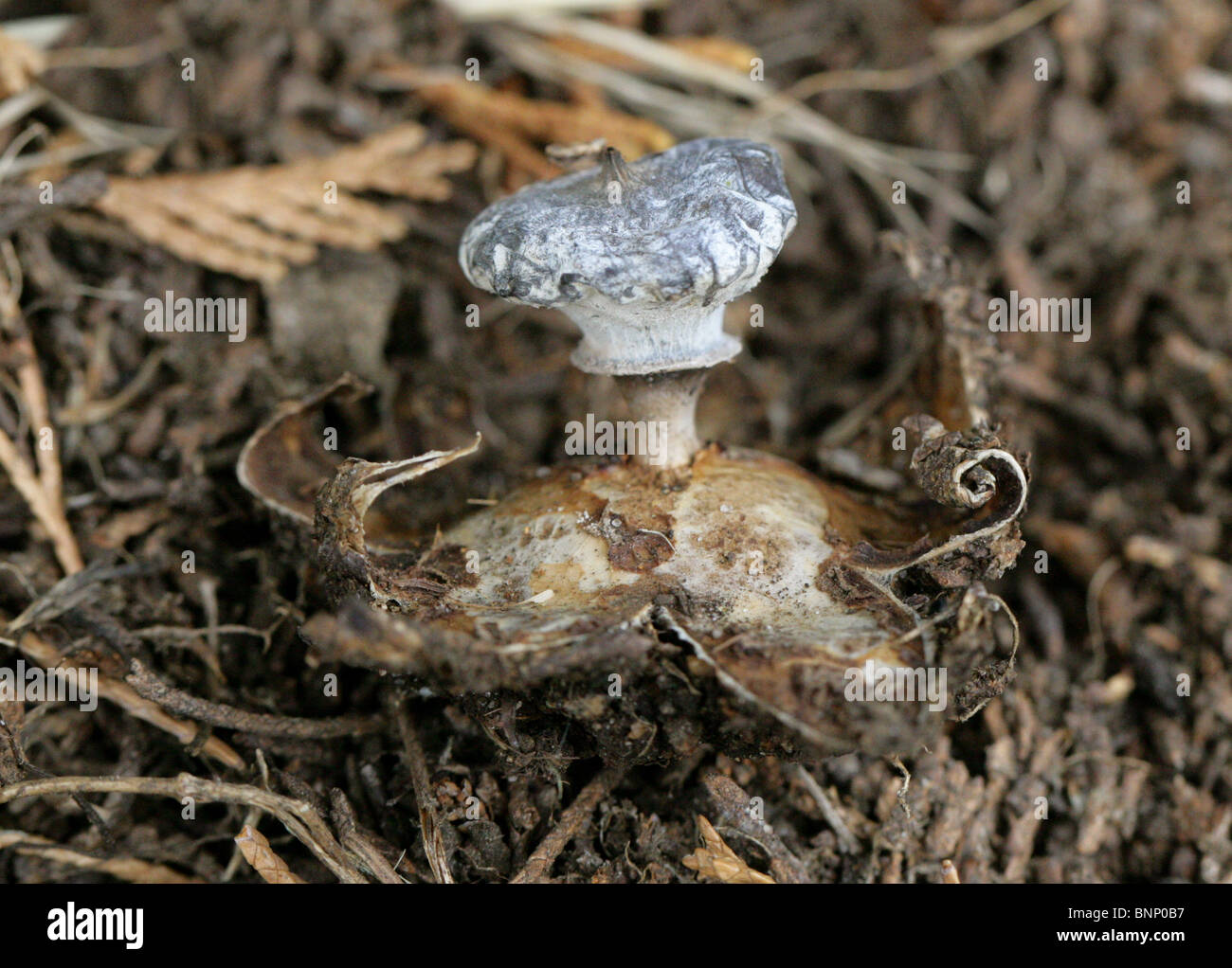 Earthstar, Geastrum striatum, Geastraceae, syn Geastrum bryantii Banque D'Images