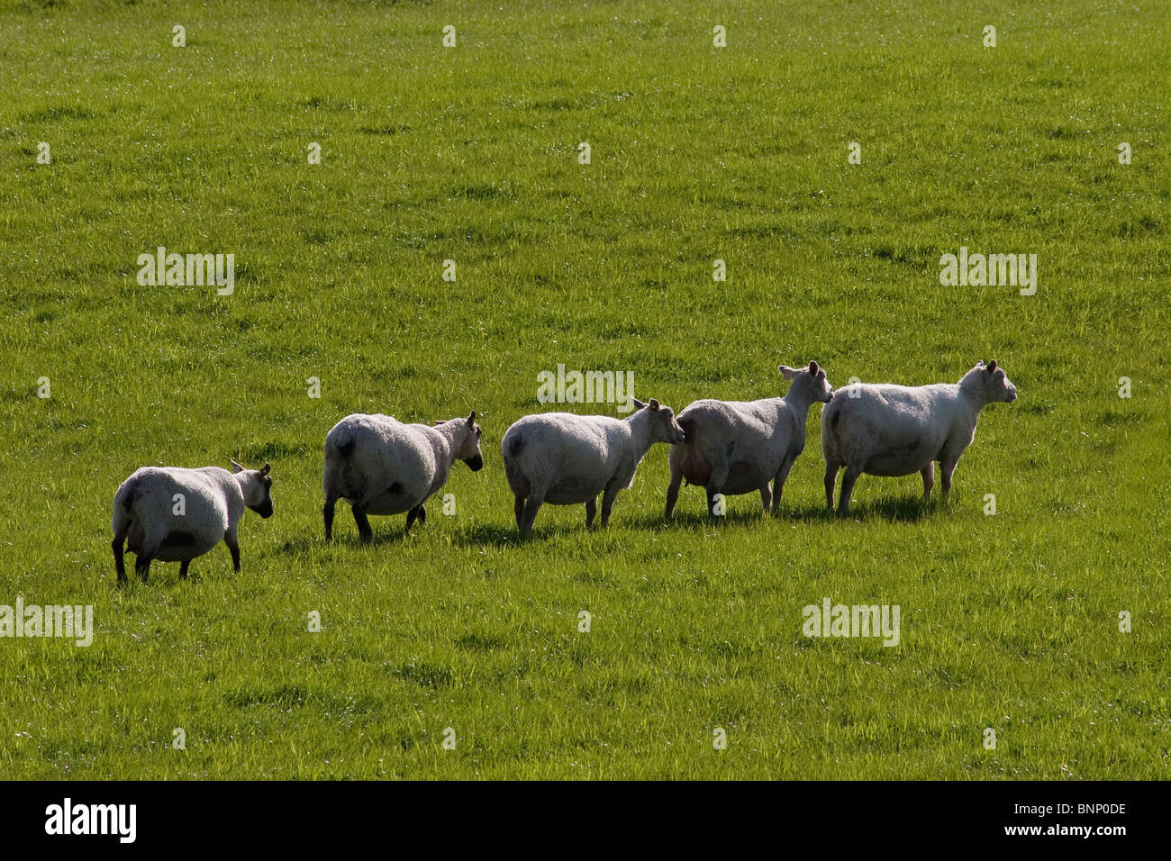 Troupeau de brebis dans l'agneau, loegel jet Dumfries & Galloway, Scotland Banque D'Images