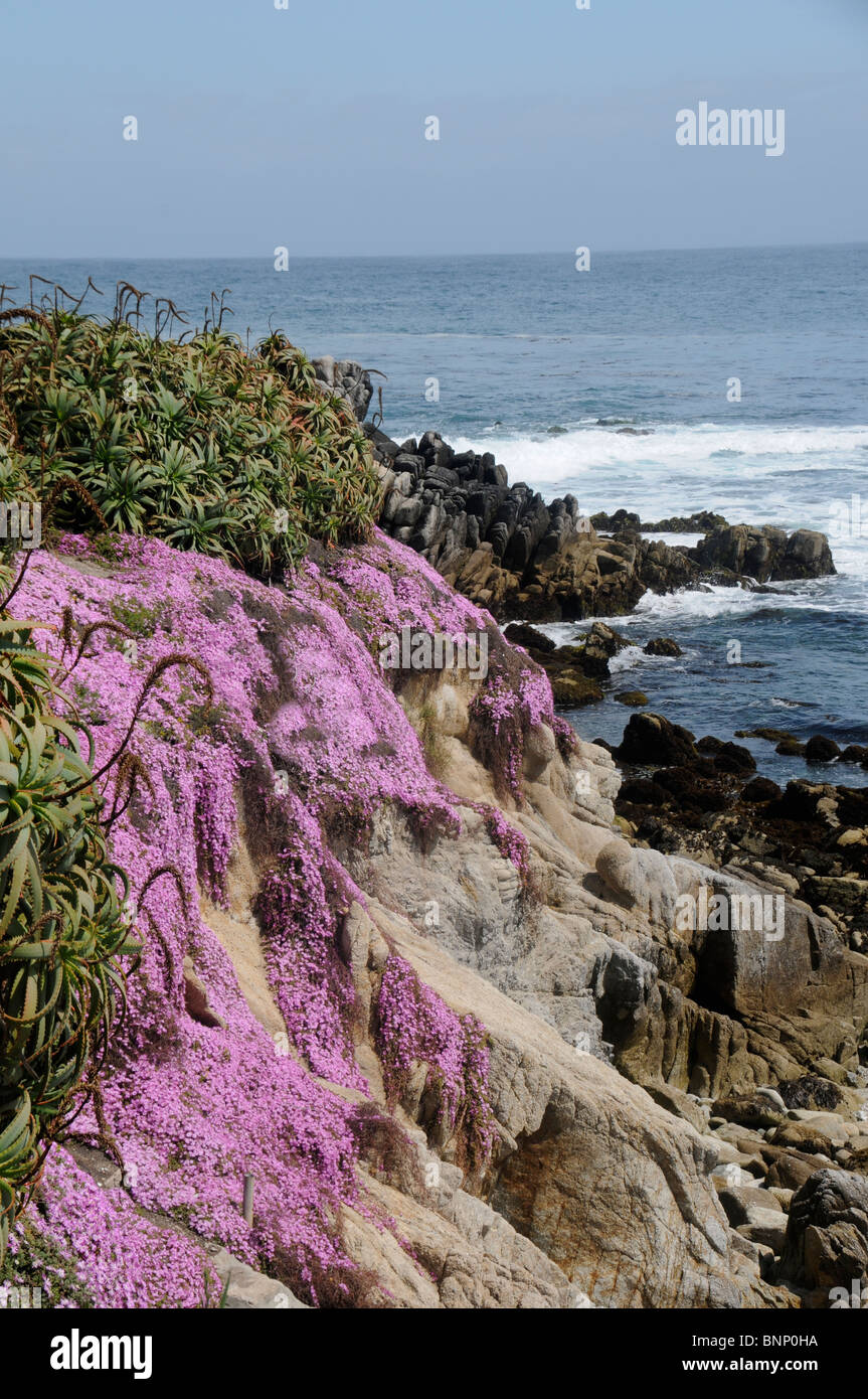 Le littoral de la baie de Monterey, Californie Banque D'Images