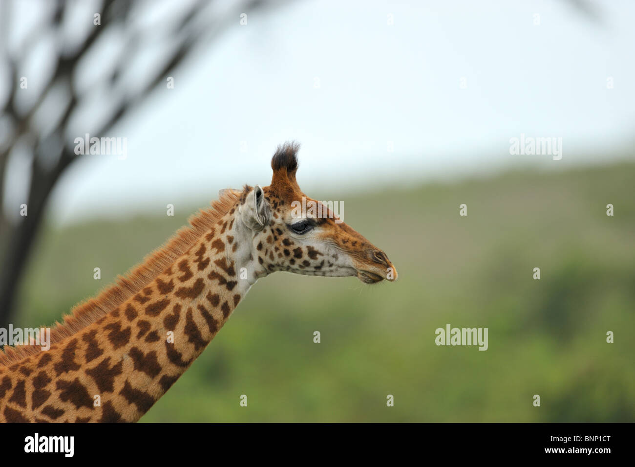 Giraffe Giraffa camelopardis Masai, tippelskirchi, Nairobi, Kenya NP Banque D'Images