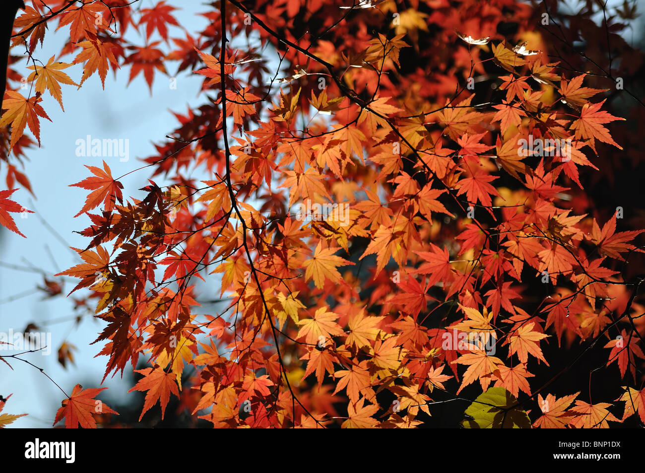 Acer japonicum - Close-up of acer japonais dans la coloration orange vif sur fond de ciel bleu (Japon) Banque D'Images