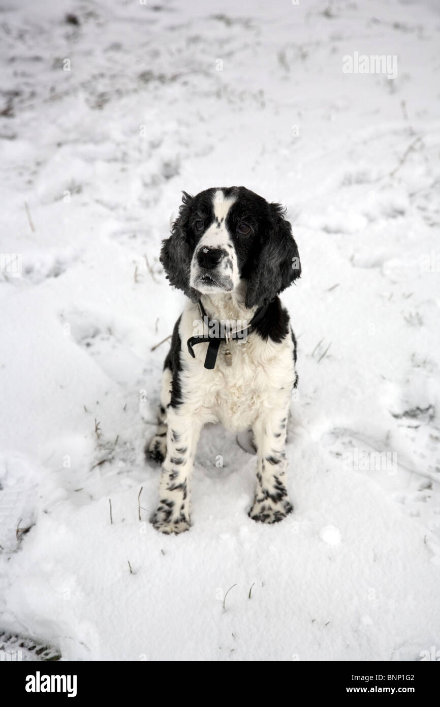 English Cocker Spaniel Black And White Banque D Image Et Photos Alamy