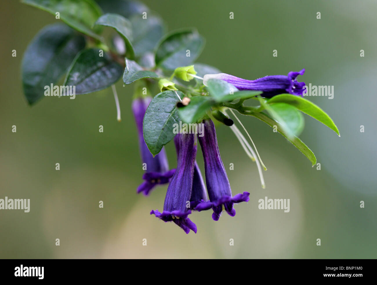 Rhaphithamnus venustus, Verbenaceae, Juan Fernandez Islands, au Chili, en Amérique du Sud. Espèces menacées, endémiques à ces îles. Banque D'Images