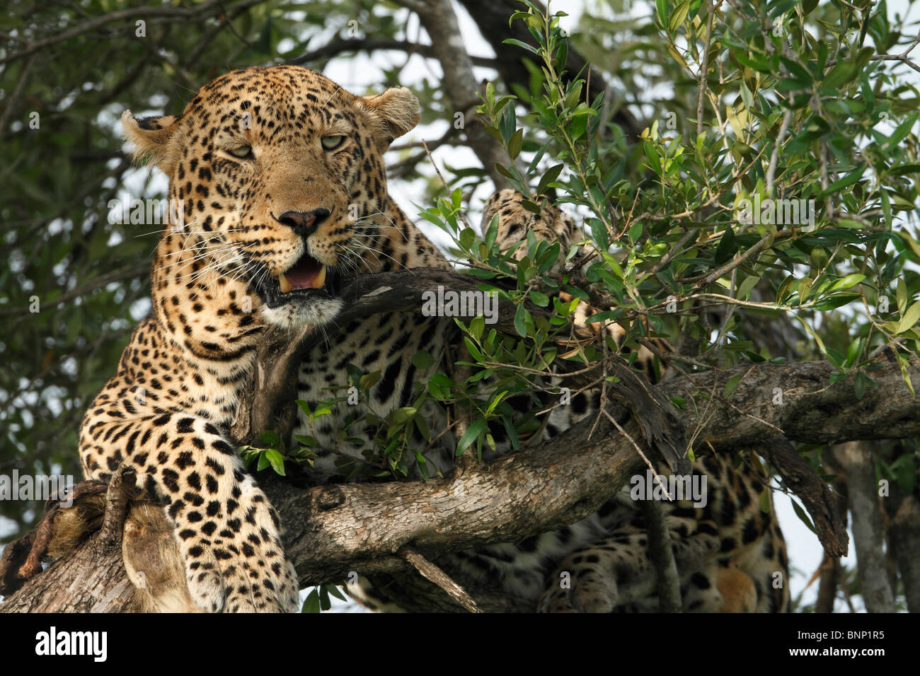 Leopard Gros plan sur un arbre, Masai Mara, Kenya Banque D'Images