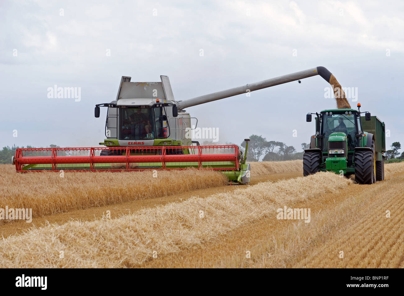 La récolte de blé, de Bawdsey, Suffolk, Angleterre. Banque D'Images