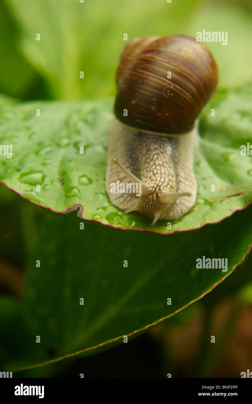 Close up de l'escargot Banque D'Images