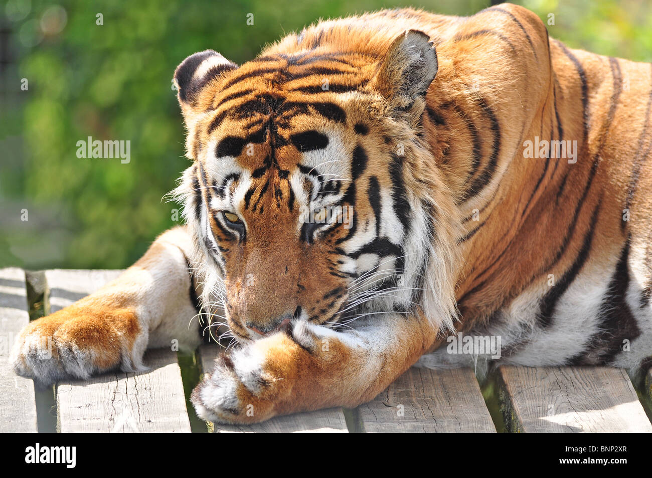 Tigre du Bengale licking paw Banque D'Images