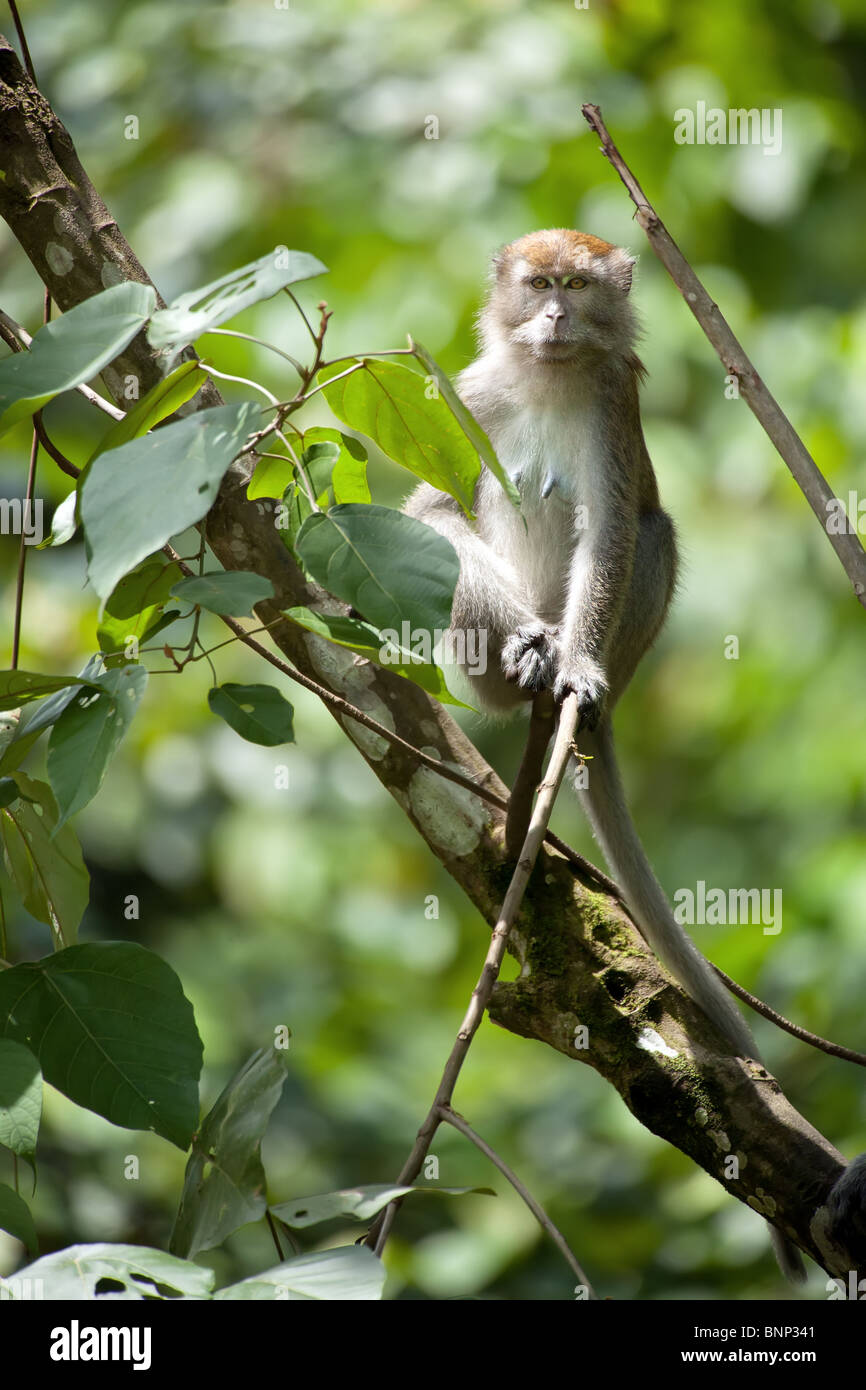 Macaque à longue queue dans la forêt tropicale de Sumatra Banque D'Images Macaque à longue queue dans la forêt tropicale de Sumatra Banque D'Images