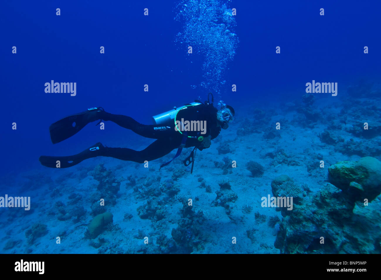 Diver dans le bleu Banque D'Images