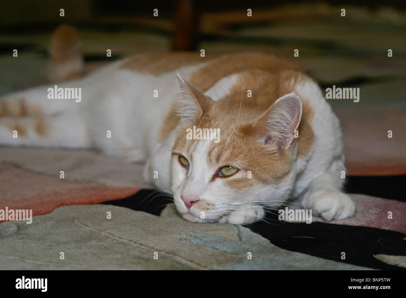 Chat Calico domestiqués reposant sur un tapis. M. © Myrleen Pearson Banque D'Images