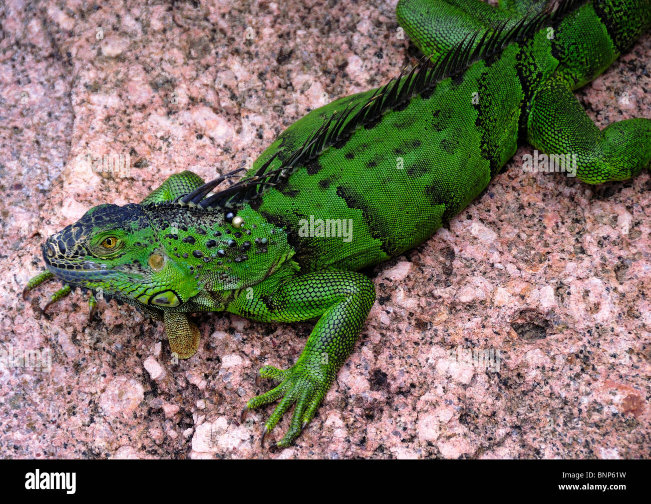 Un iguane vert, sur un rocher. Banque D'Images