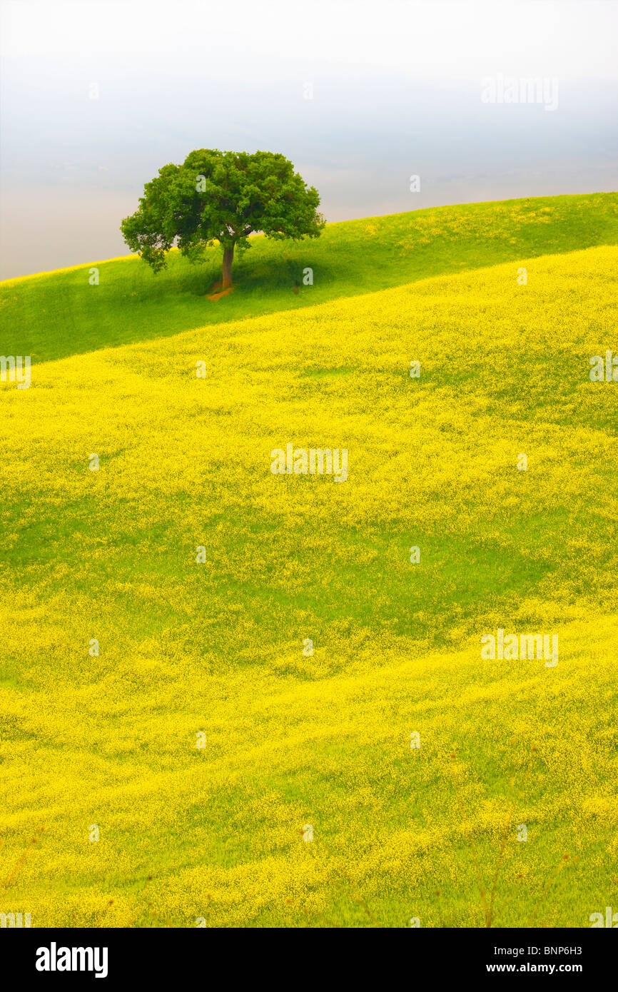 Lone Tree in field near Pienza, Toscane, Italie Banque D'Images