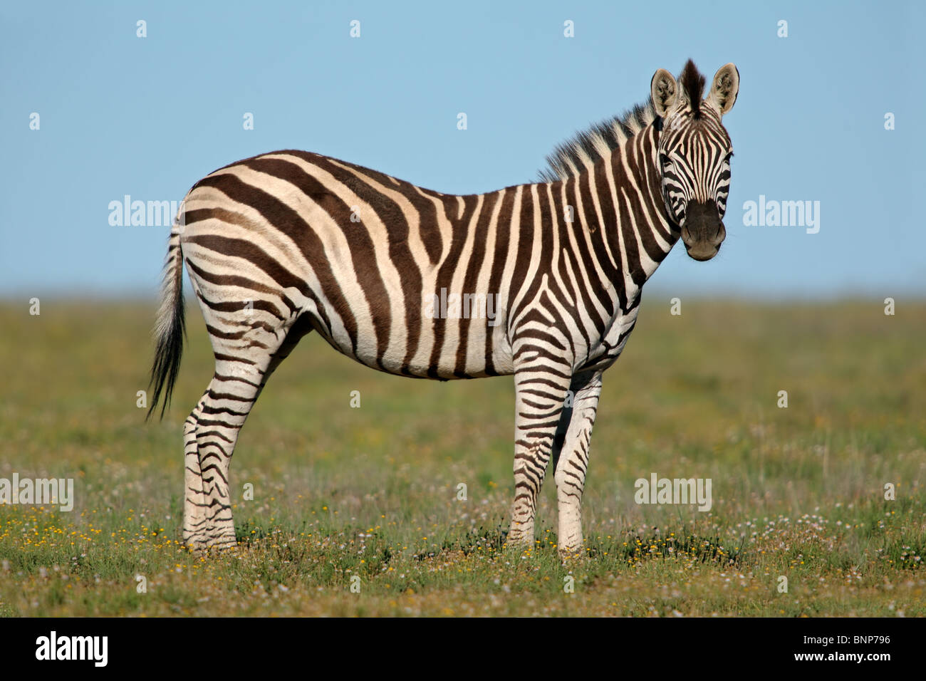 Les plaines (Burchell's Zebra (Equus quagga)), Afrique du Sud Banque D'Images