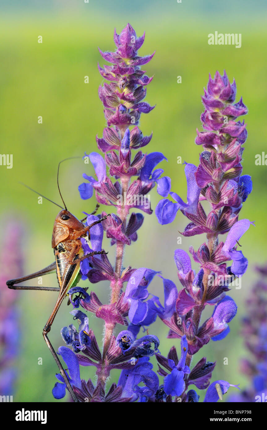 Le Sage avec grasshopper Banque D'Images