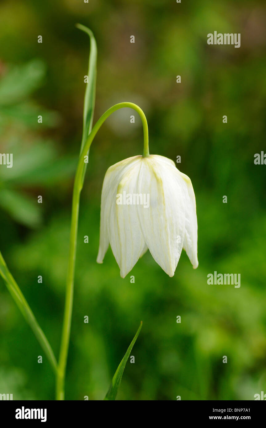 Damier blanc jonquille, Fritillaria meleagris subvar. alba Banque D'Images