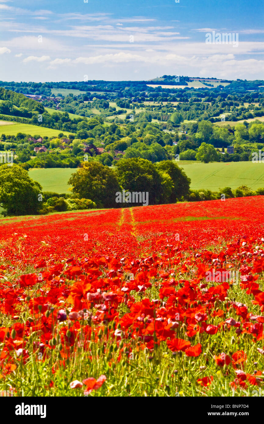 Des champs de pavot en soleil sur la Marlborough Downs, Wiltshire, England, UK Banque D'Images