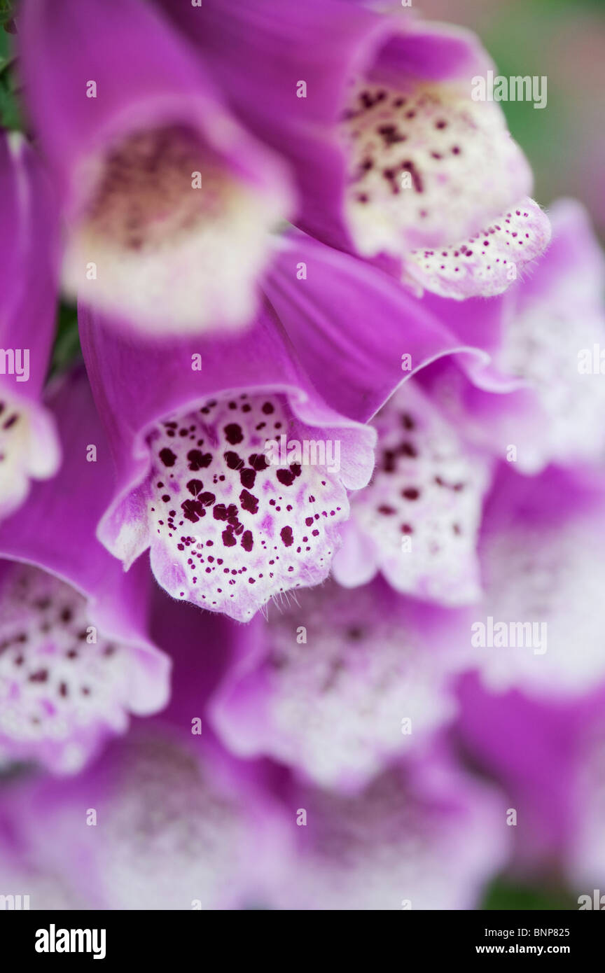 Digitalis 'Dalmatian Purple'. Gros plan des fleurs Banque D'Images