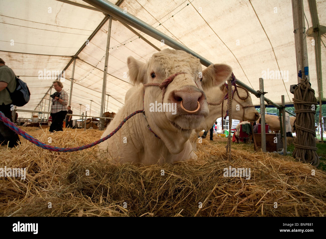 L'un des taureaux sur l'affichage à Nantwich Show de l'été Banque D'Images