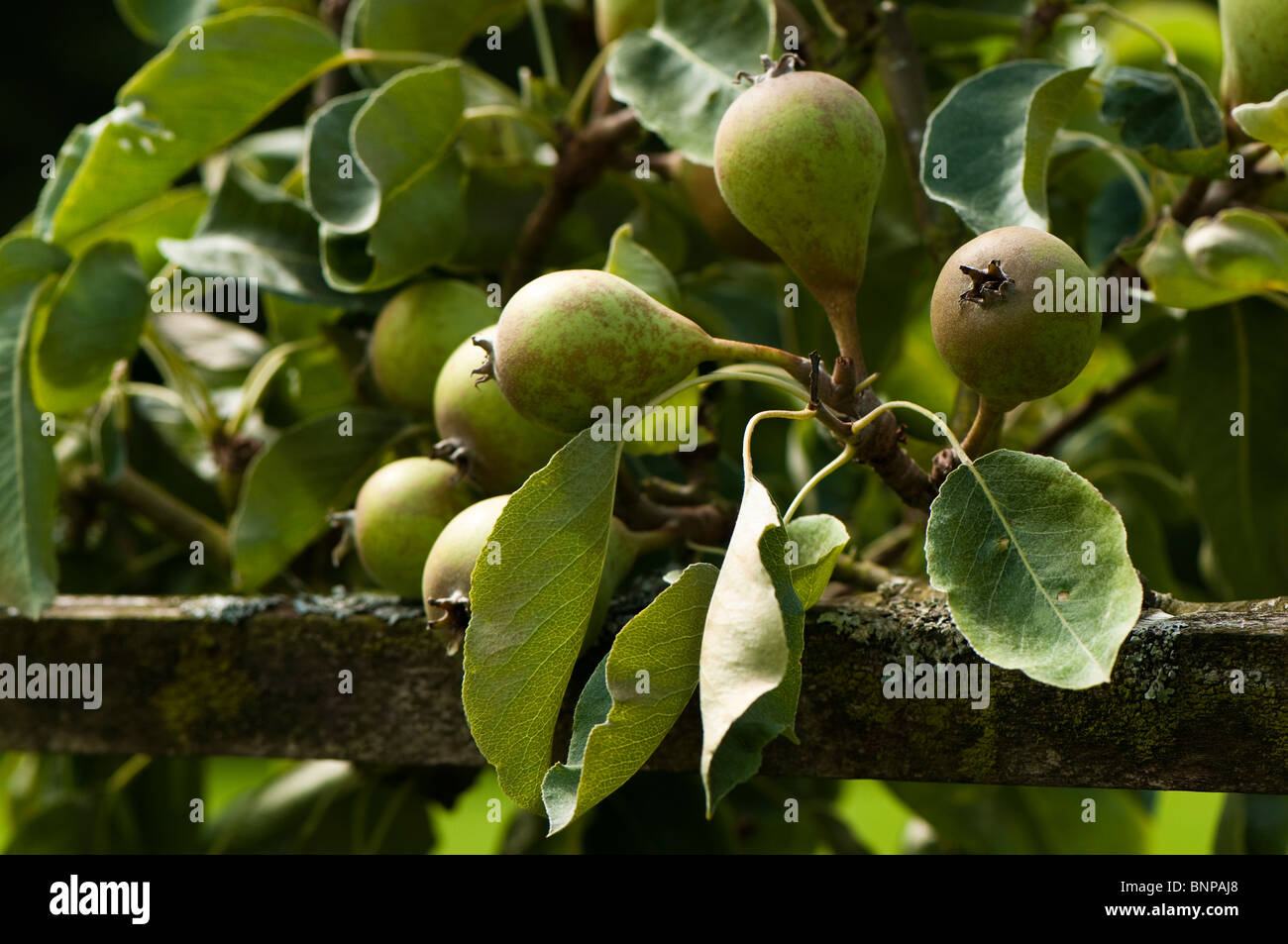 L'espalier formés, poire Pyrus communis 'Craie' dans le secteur des fruits en Juillet Banque D'Images