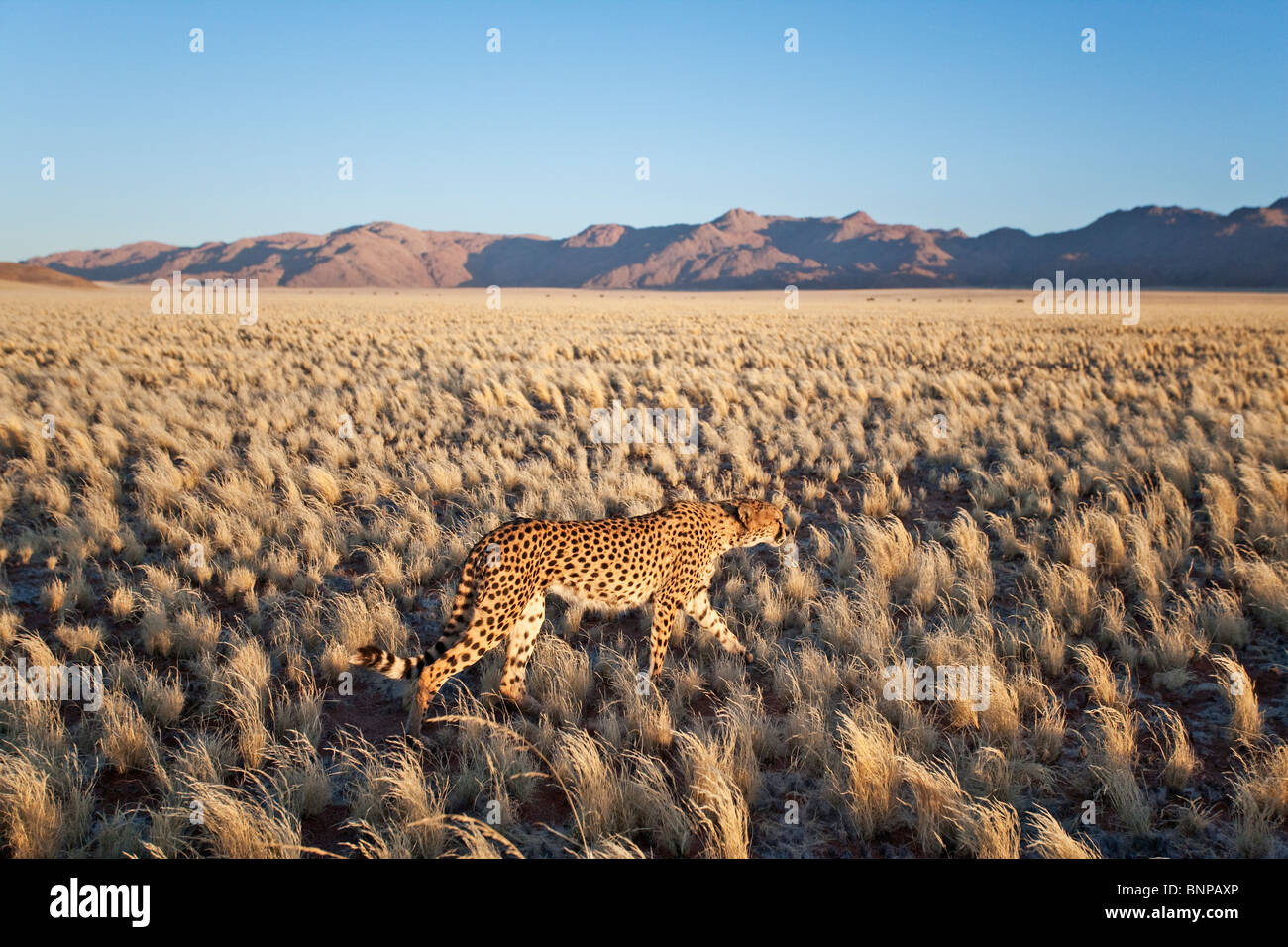 Le Guépard (Acinonyx jubatus) avec paysage désertique à l'arrière du terrain. La Namibie. Banque D'Images