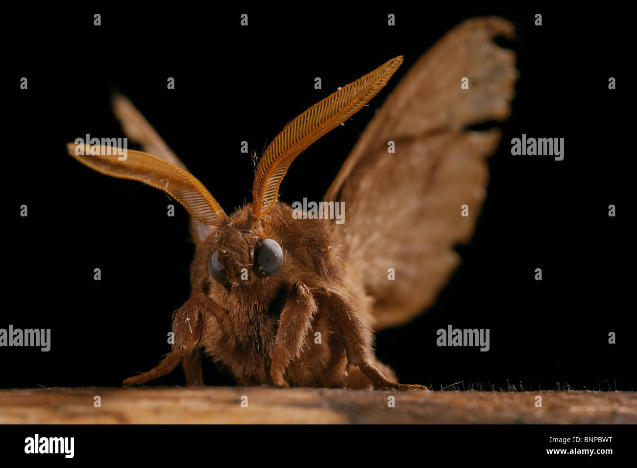 Fox Moth, Macrothylacia rubi, Crowle Moor, Lincolnshire, Royaume-Uni Banque D'Images