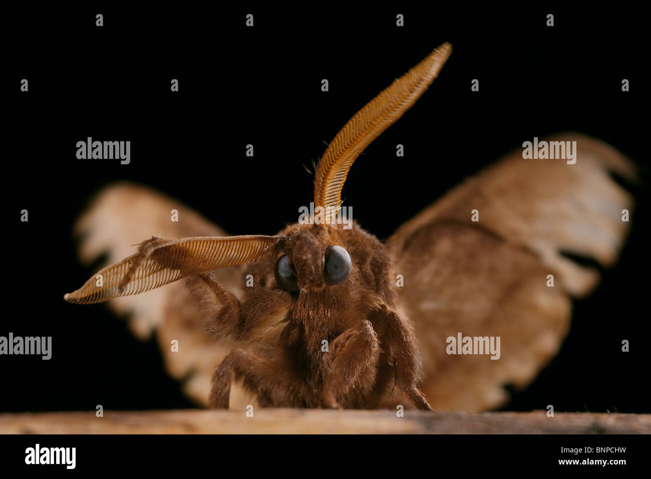 Fox Moth, Macrothylacia rubi toiletter son antenne, Crowle Moor, Lincolnshire, Royaume-Uni Banque D'Images