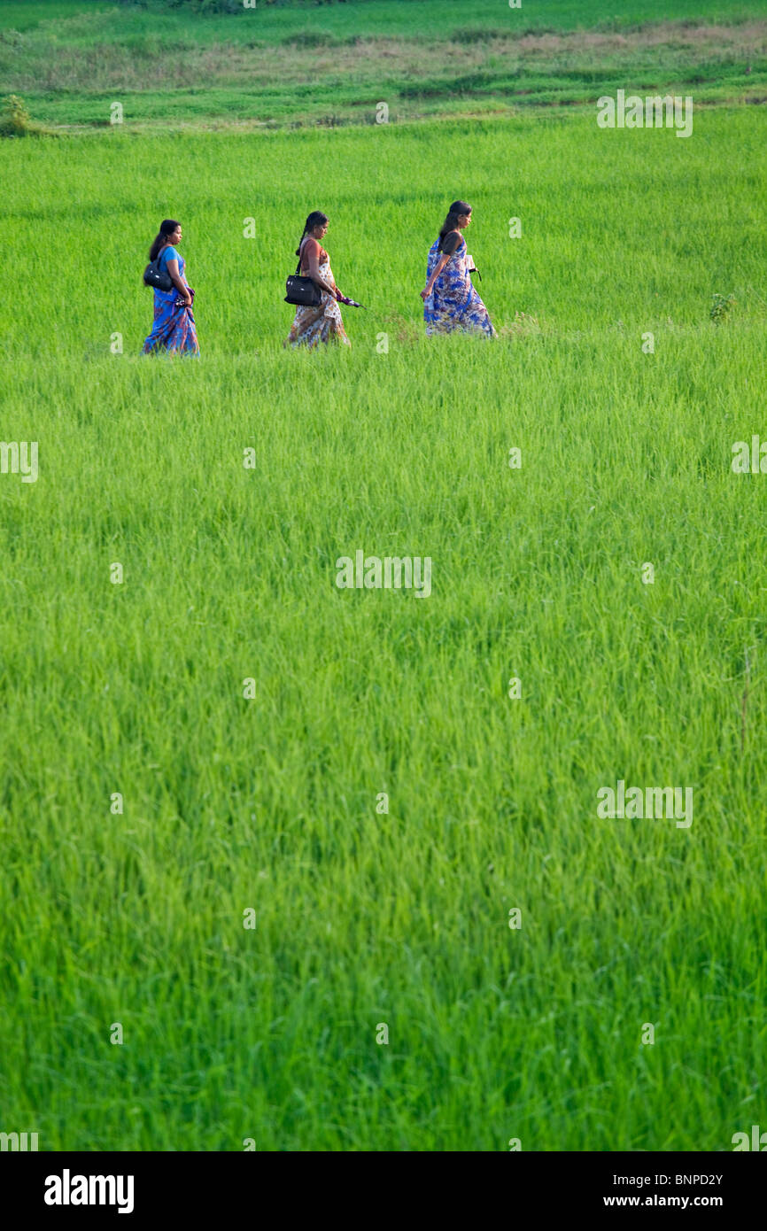 Trois jeune femme indienne le port du sari traditionnel lumineux marche à travers un champ de riz. Theni Tamil Nadu, Inde du sud. Banque D'Images