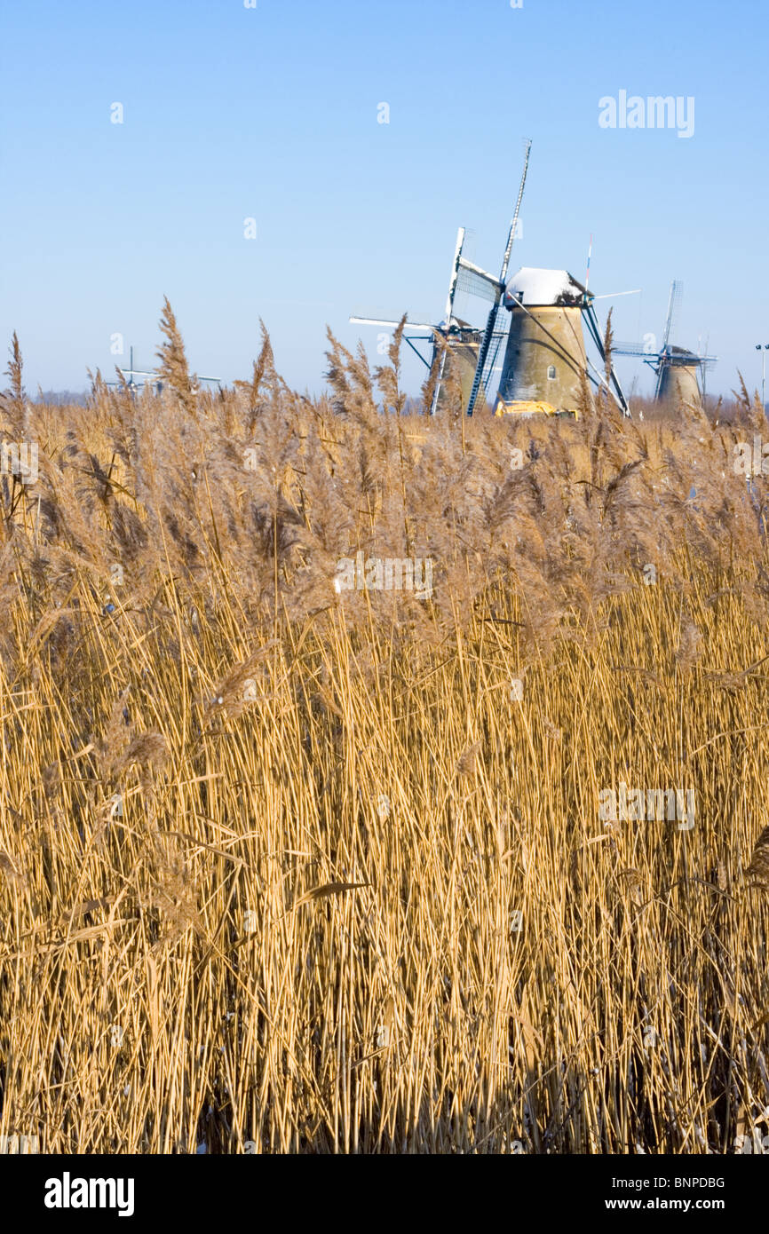 Reed en face de la touristique néerlandais site du moulin de Kinderdijk. Zuid-Holland, Pays-Bas Banque D'Images