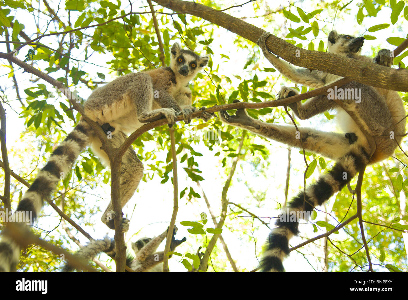 Ring-tailed lémuriens, Madagascar Banque D'Images