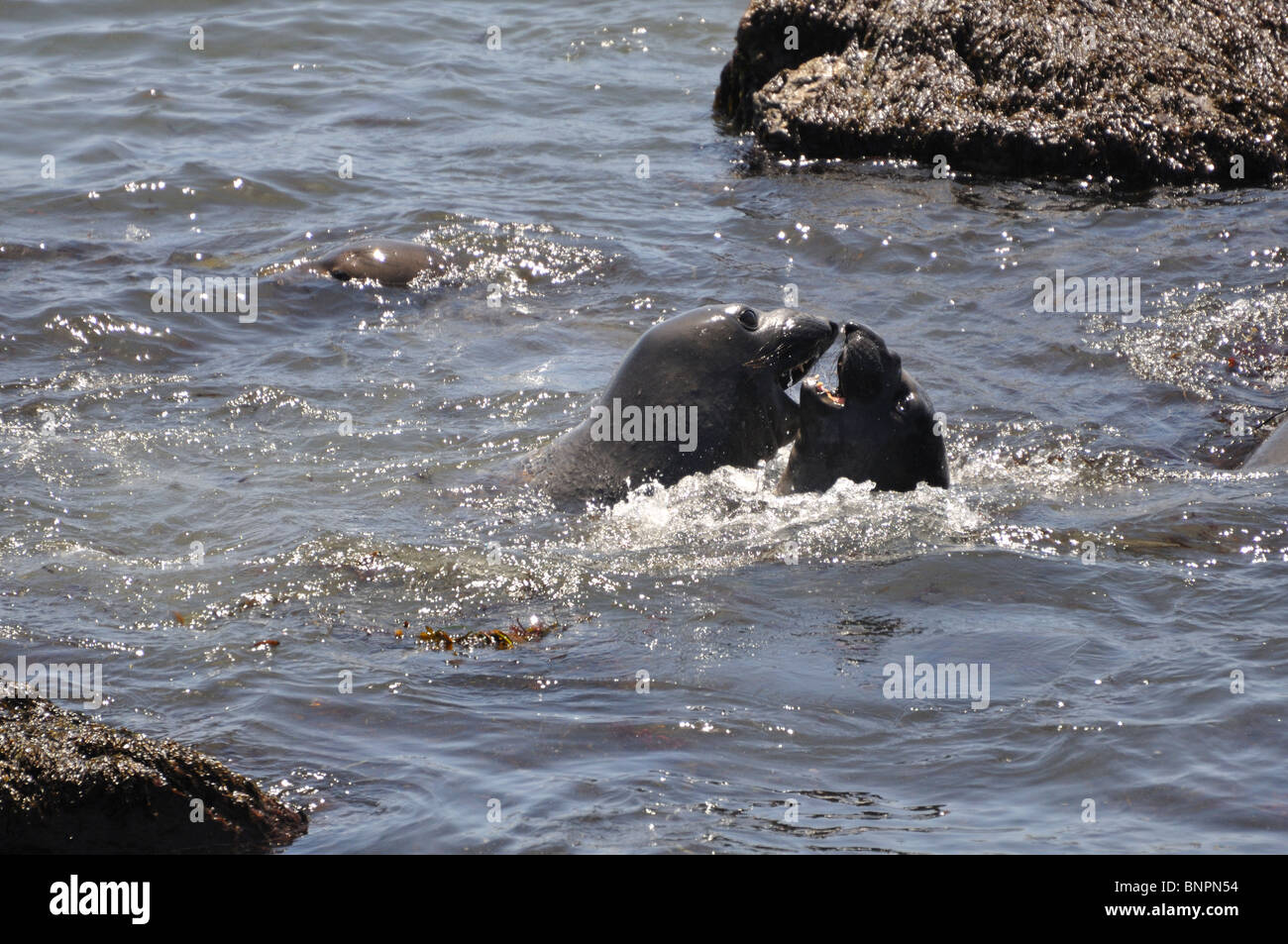 Les éléphants de mer (Mirounga angustirostris), Piedras Blancas Beach, Californie, USA Banque D'Images