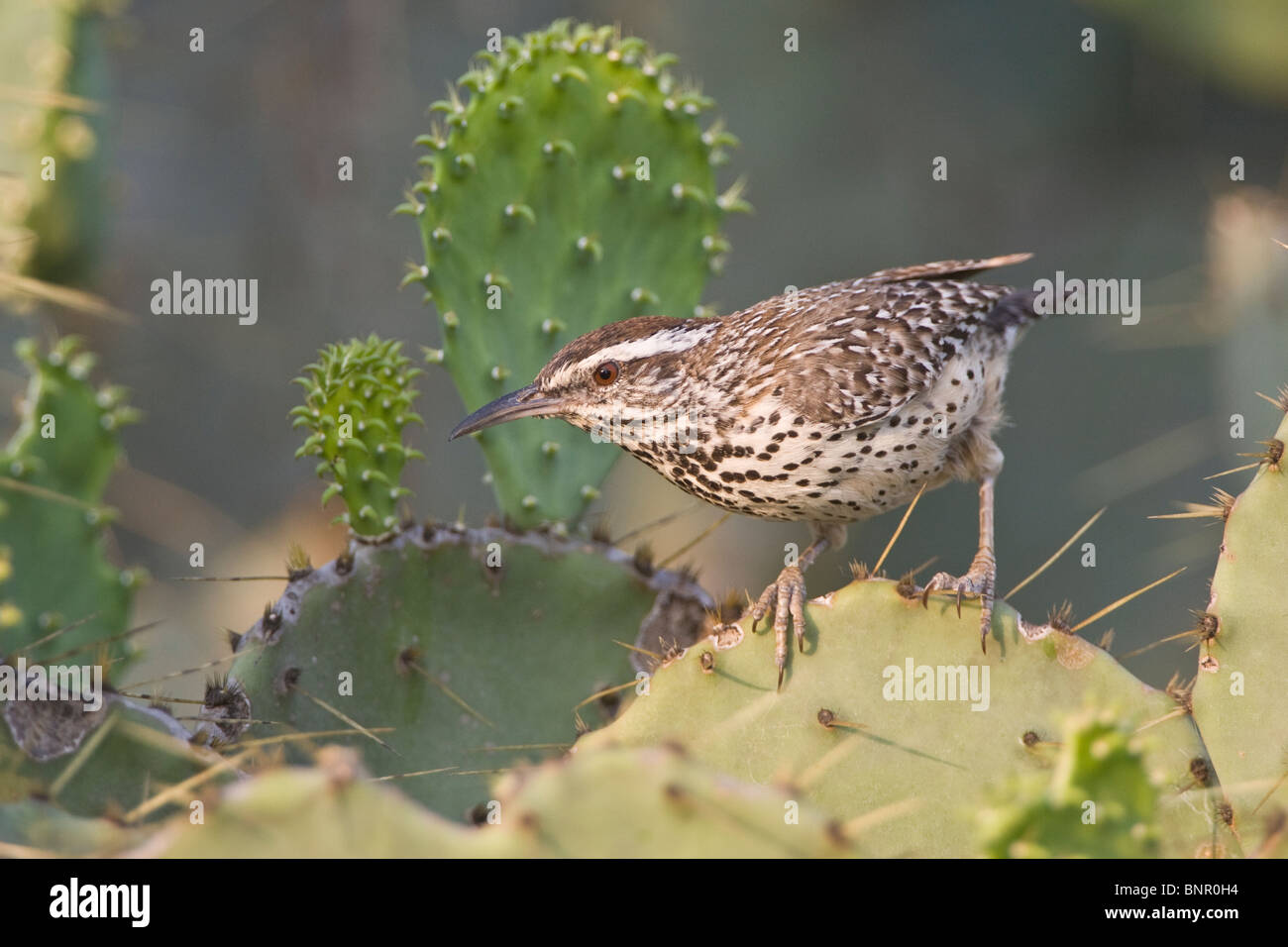 Troglodyte des cactus Banque D'Images